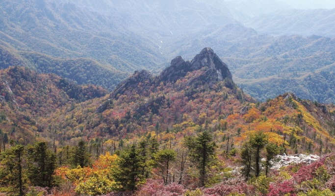 Spring Special: Seoraksan + Nami Island + Cherry Blossom 1 Day Tour - from Seoul (Apr 1~26)